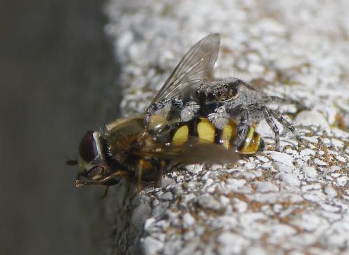 Menemerus taeniatus